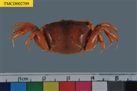 藏品(北方丑招潮蟹)的圖片